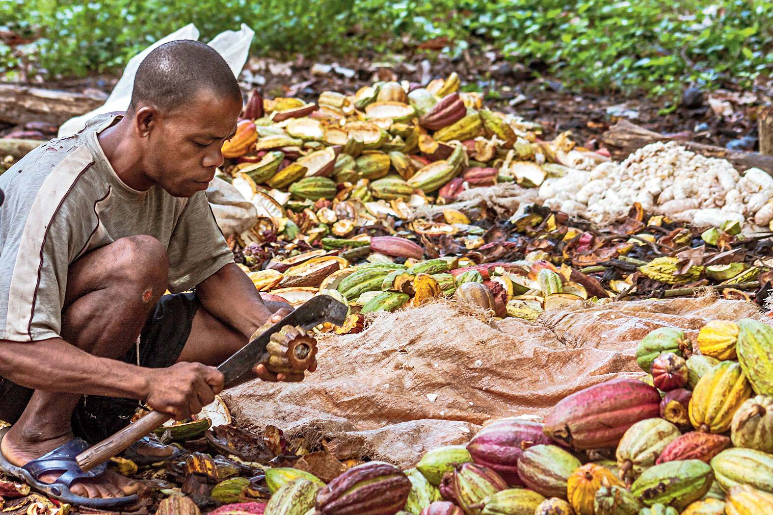 A cultivator in Madagascar prepares cacao pods for fermentation for the preparation of cocoa
