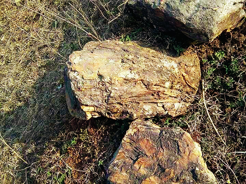 Rare plant fossils found in Pakur Telegraph India