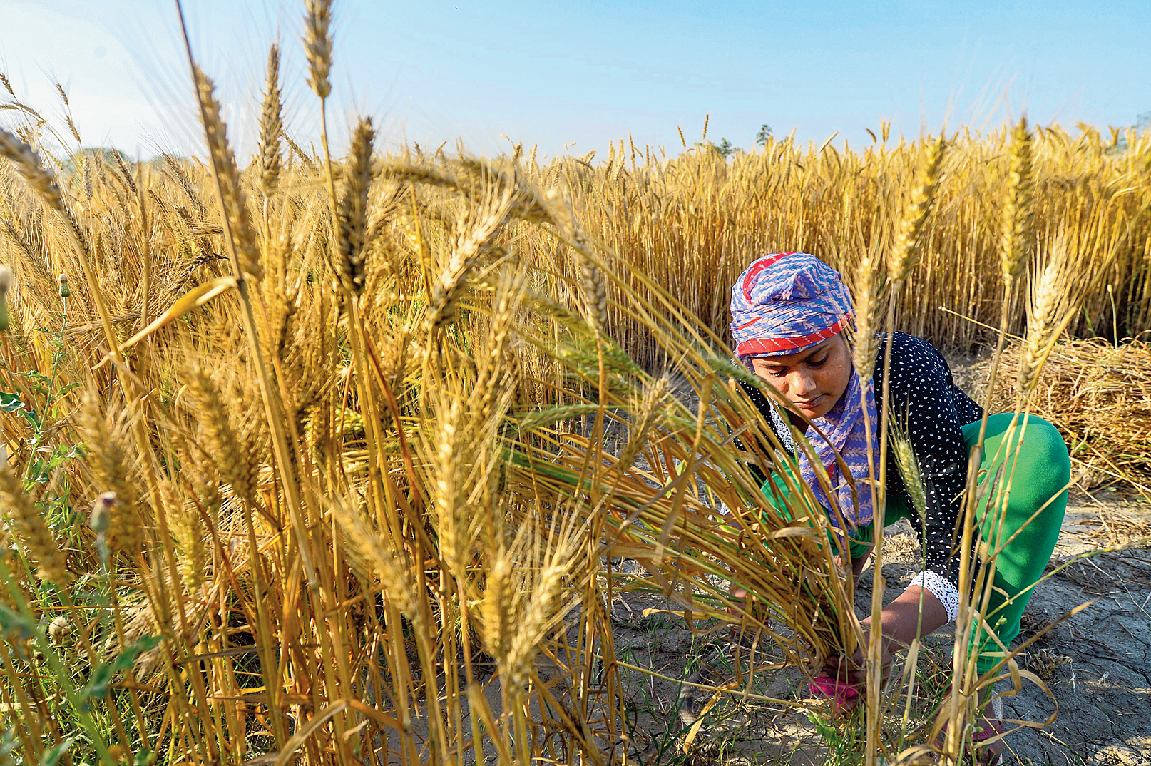 A woman harvests wheat at a farm near Noida. 