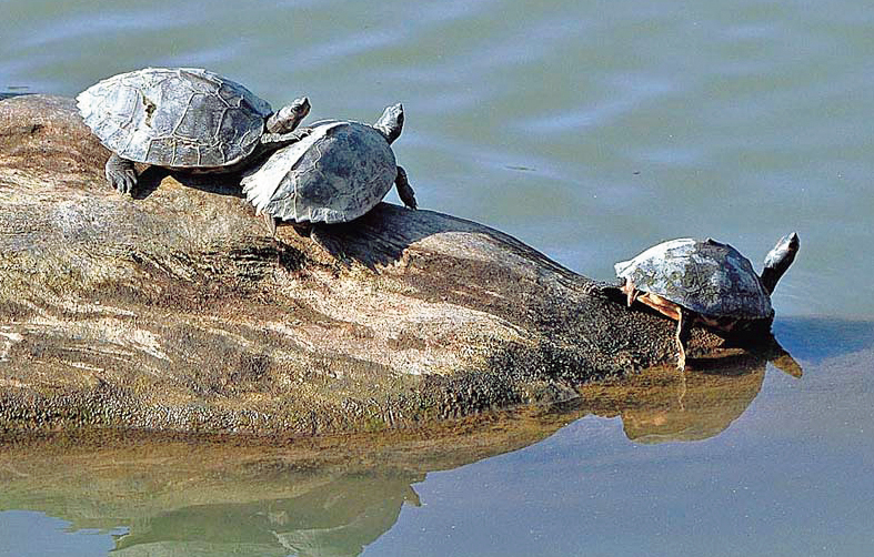 Assam roofed turtles. Conservation efforts in West Bengal have helped increase the population of river terrapins from only a handful to about 300.