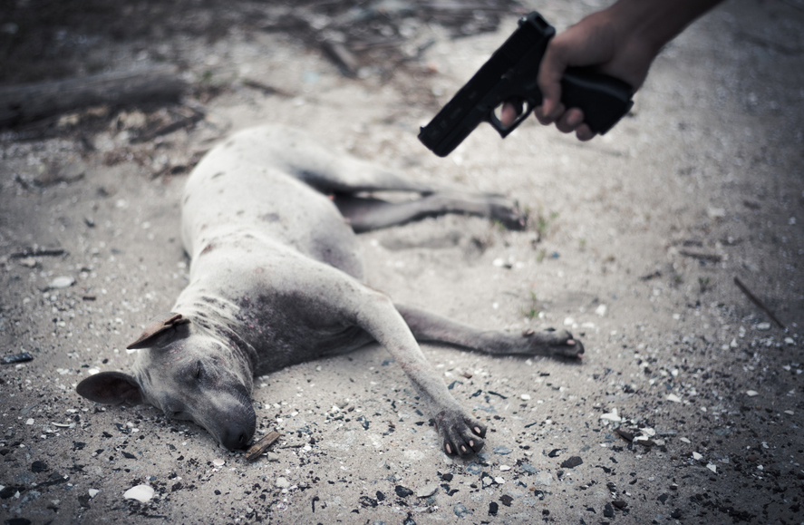 Sakaleshapura municipality in Hassan district,  Karnataka, killed 350 dogs in October last year, claiming a rise in dog bites in the state.