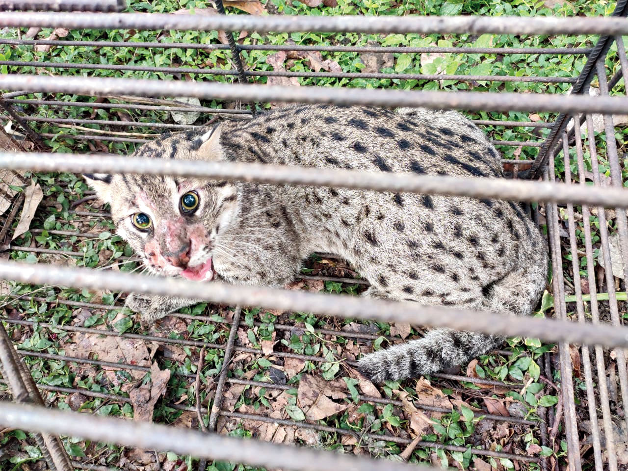 Fishing Cats: Fight to Protect Bengal's State Animal Gains Momentum; All  About this Endangered Feline - News18