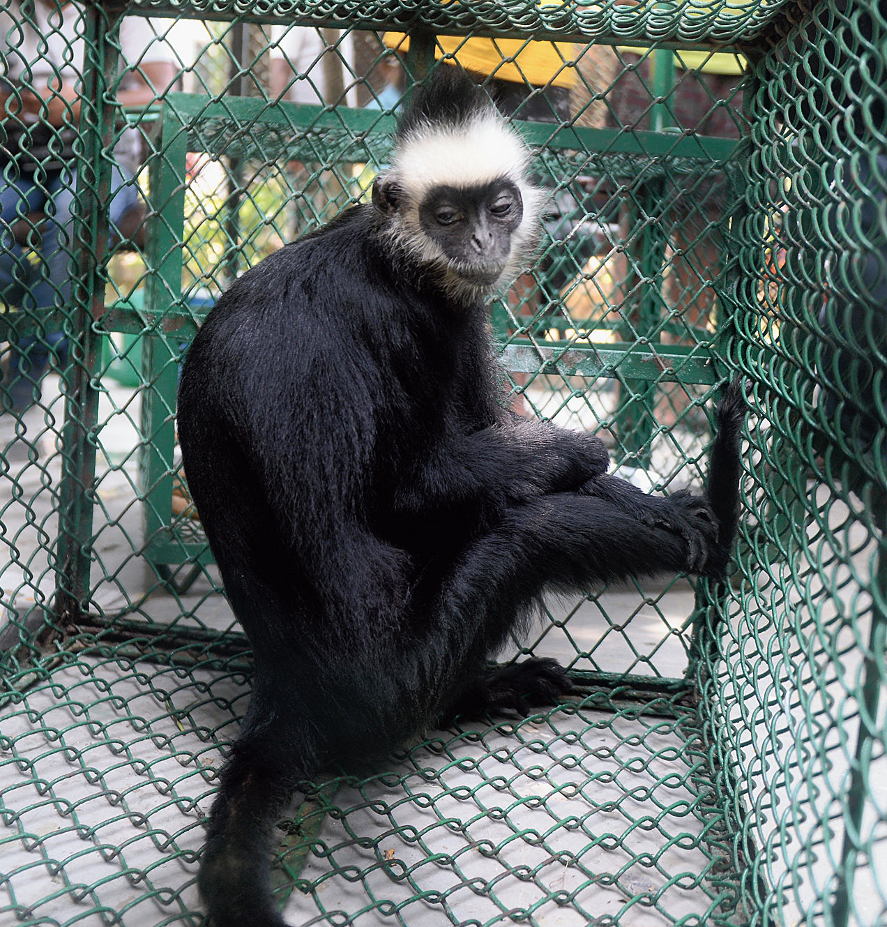 One of the langurs that were rescued