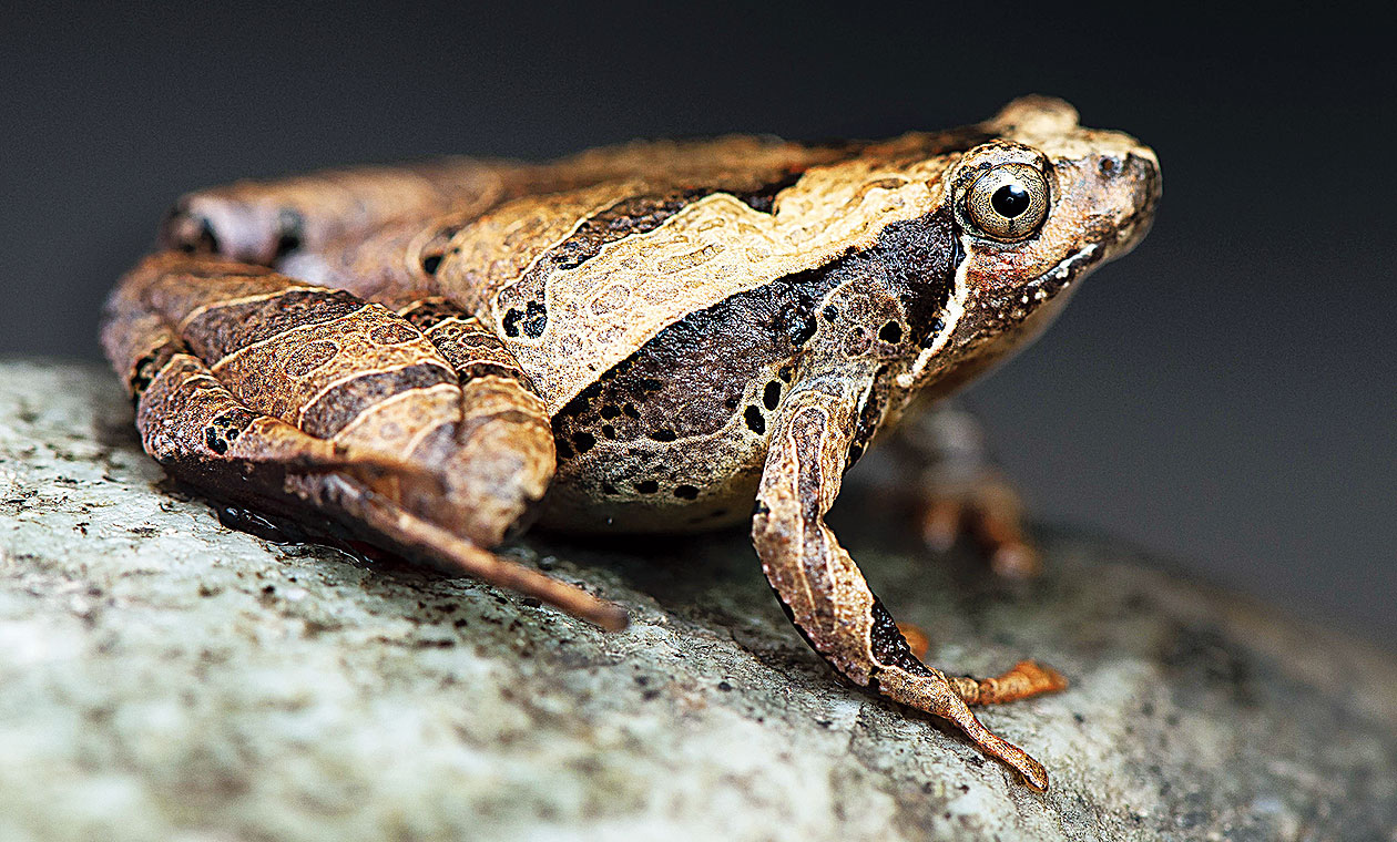 microhyla-eos-frog-found-in-arunachal-named-after-greek-goddess