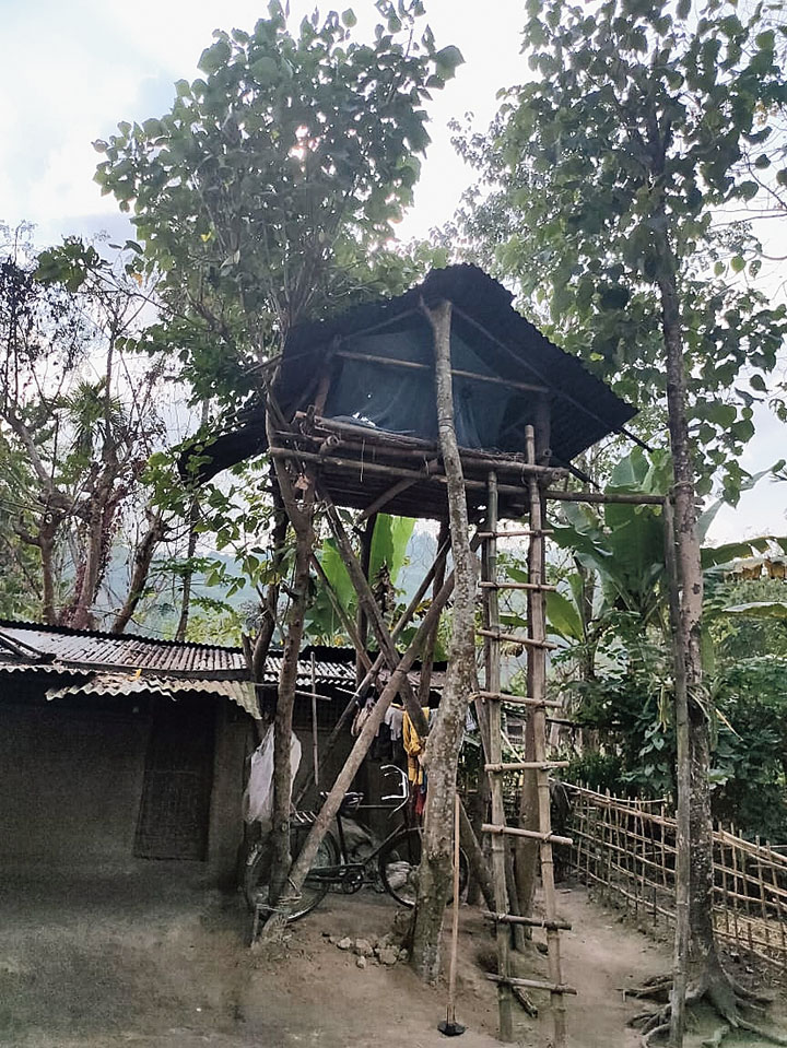 A temporary shed on a tree in Barmahari Chaparri near Numaligarh.