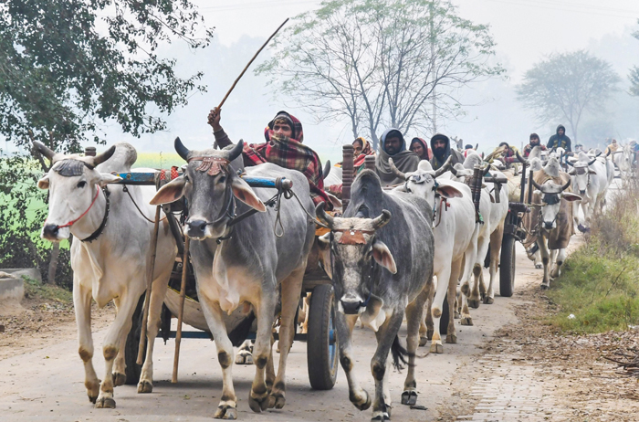 Nomads ride on bullock carts on a cold winter morning in the Jind district of Haryana