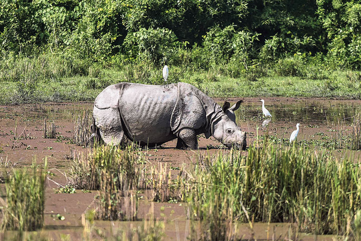 A rhino at Bagori range of Kaziranga National Park 