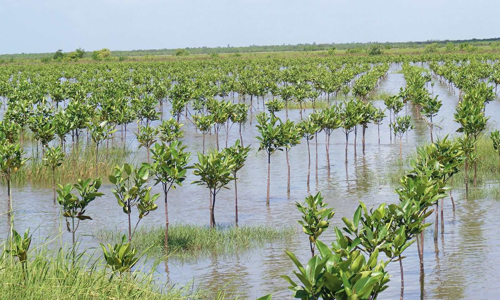 plantation-to-increase-mangrove-cover-telegraph-india