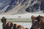Bumpy Camel Ride Try this bumpy ride - Telegraph India