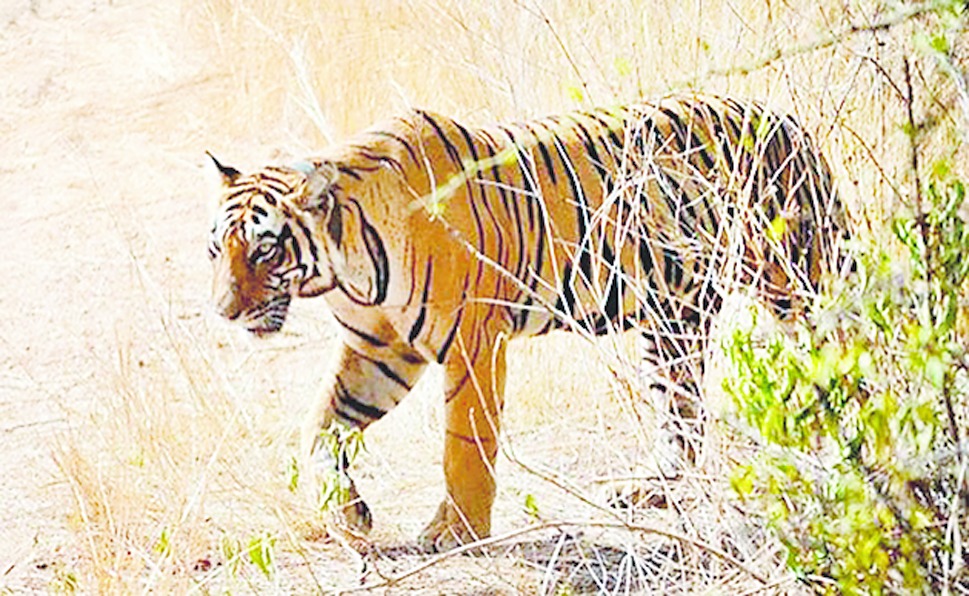 Fullday safari in tiger haven Telegraph India