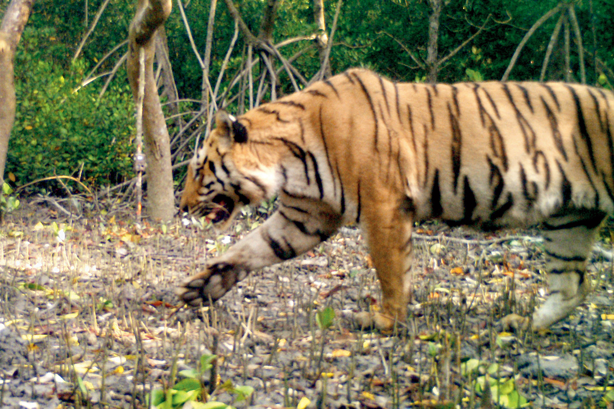 A tiger captured by a hidden camera in the Sunderbans in January last year.