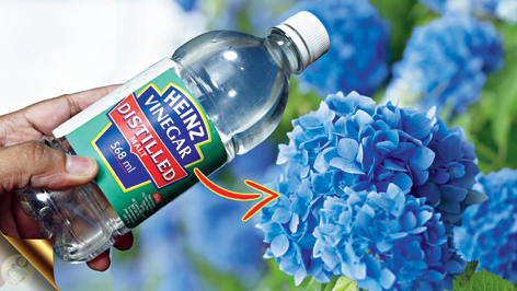 This YouTube channel is all about tips and tricks about gardening like 10 miracles of baking soda and vinegar in garden