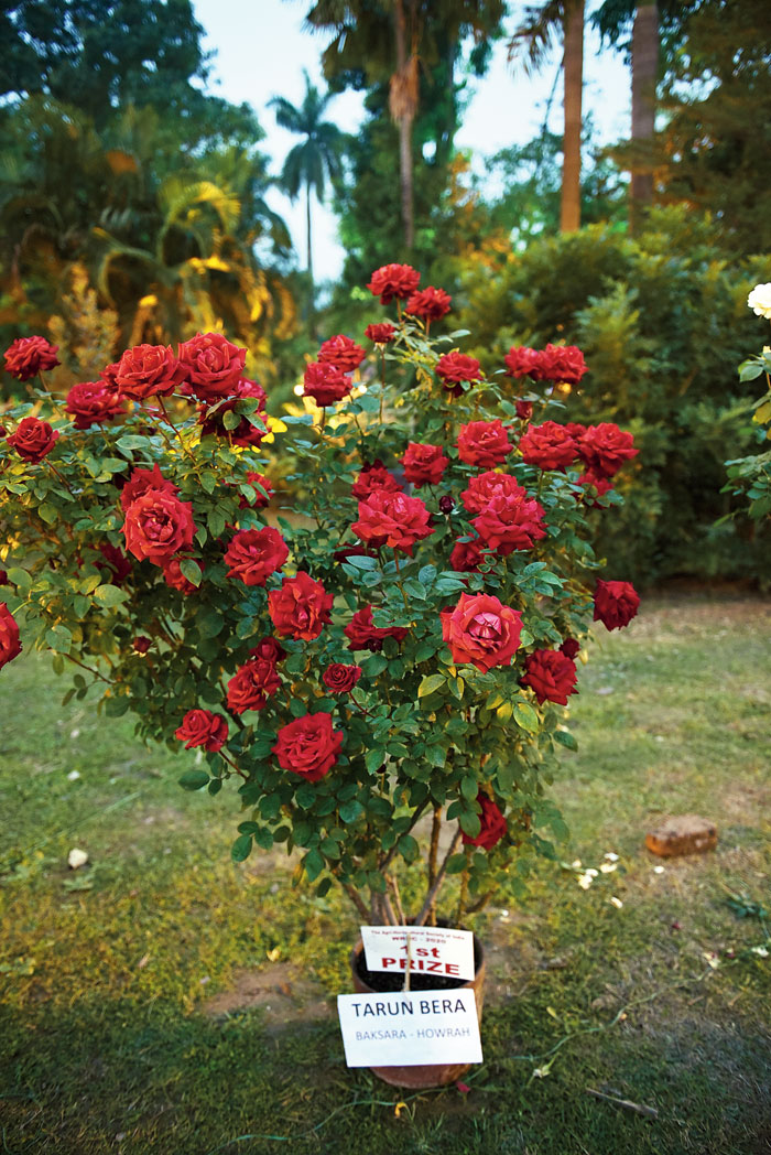 Ingrid Bergman: The classic red rose, the Ingrid Bergman is named after the great Hollywood actress. One of the most popular varieties, the flower is known for its signature bright red hue.