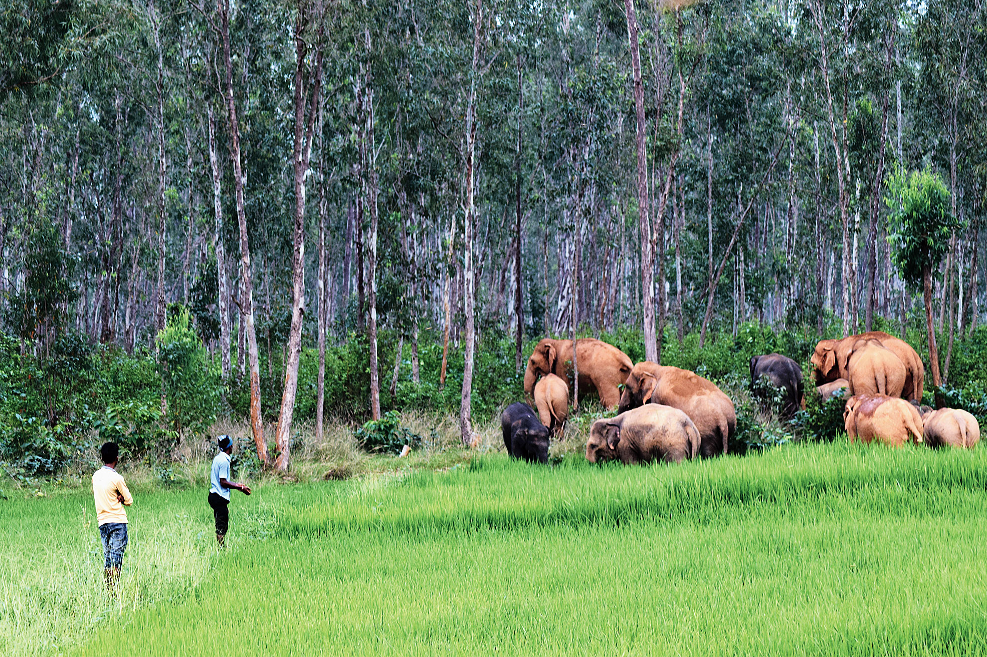 The herd of elephants in Keonjhar. 