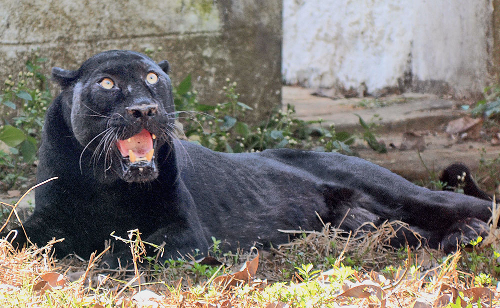 Star Tantrums: The black panther growls inside its enclosure at Birsa zoo in Ormanjhi near capital Ranchi on Tuesday. 