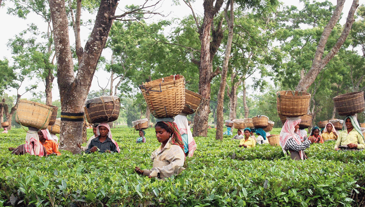 Sarbananda Sonowal | Assam land for tea, rubber plantation - Telegraph ...