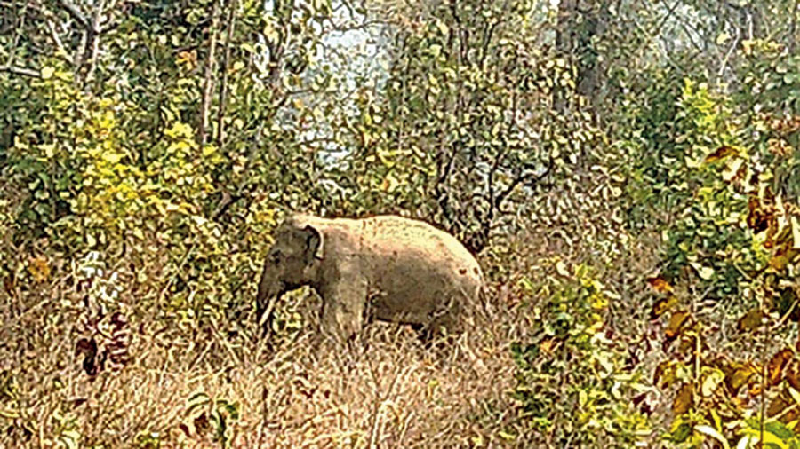 One of the elephants in Chakulia on Monday. 