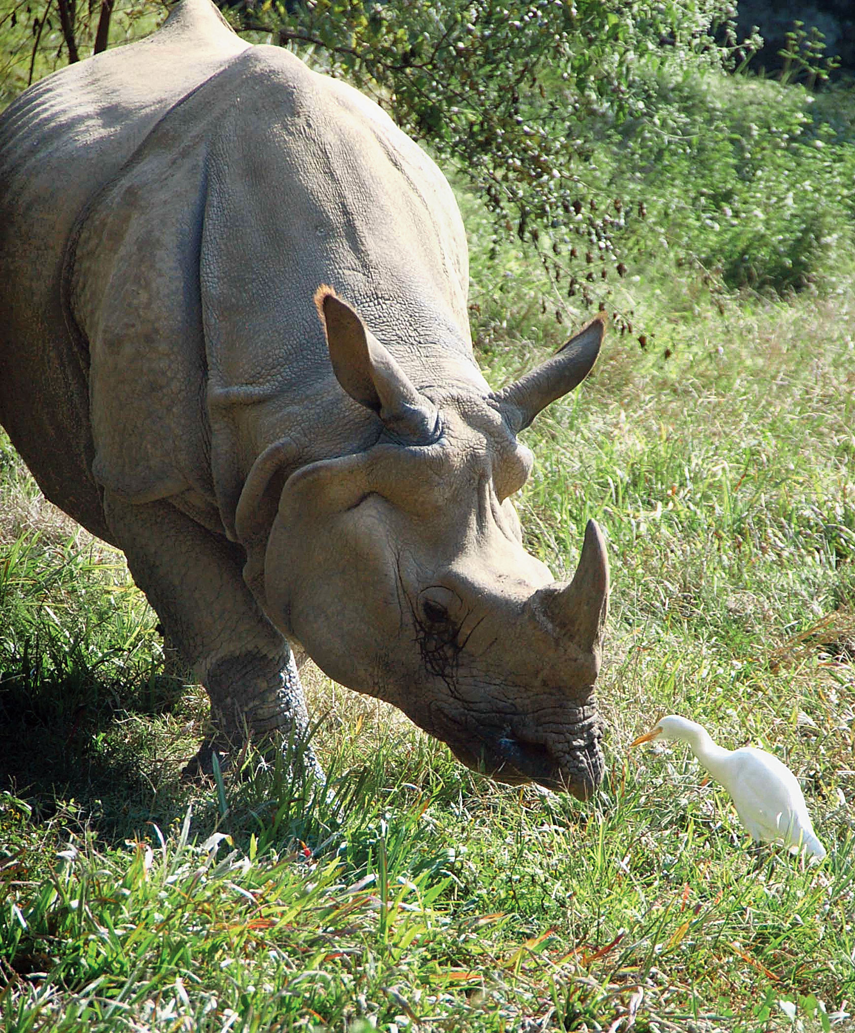 A rhino at Kaziranga National Park
