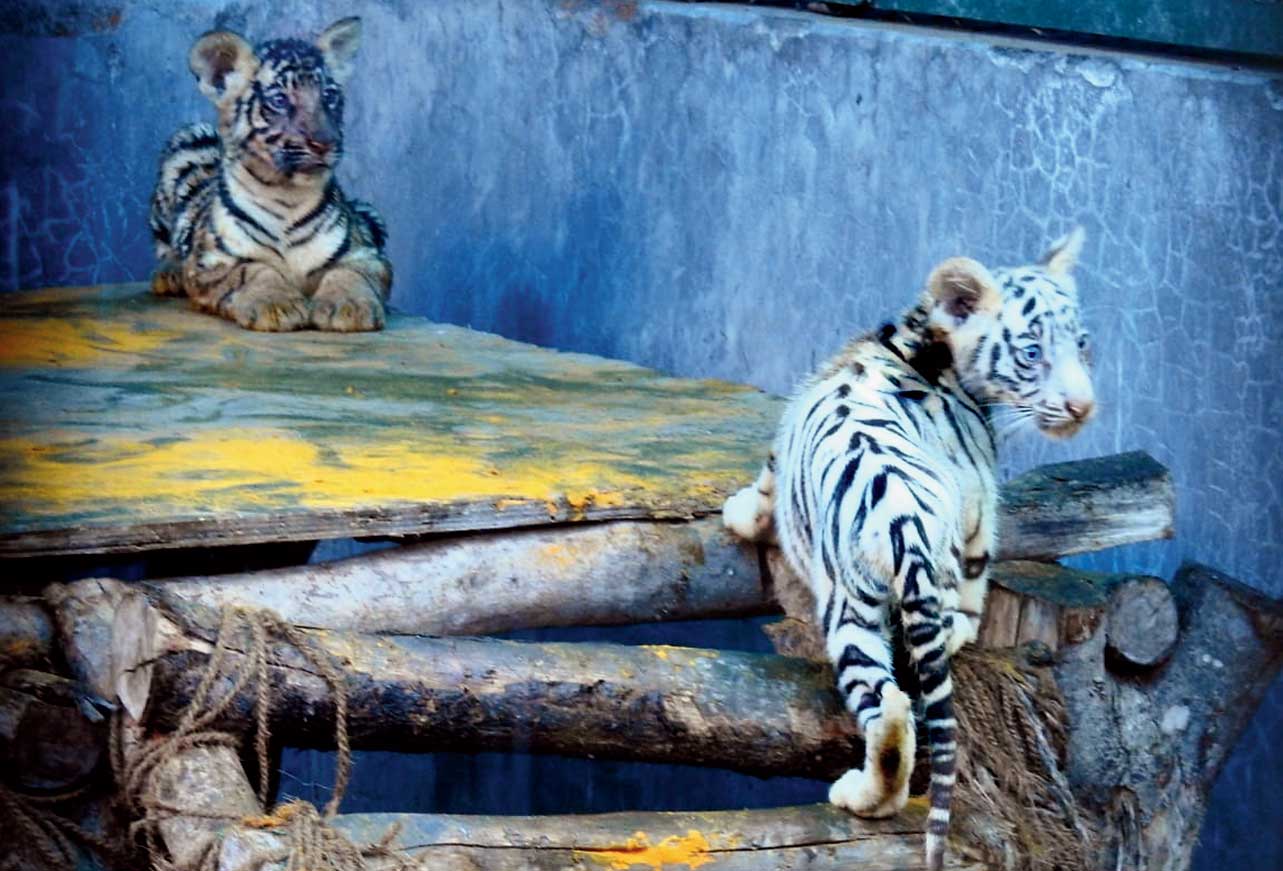 The cubs at the Siliguri park.