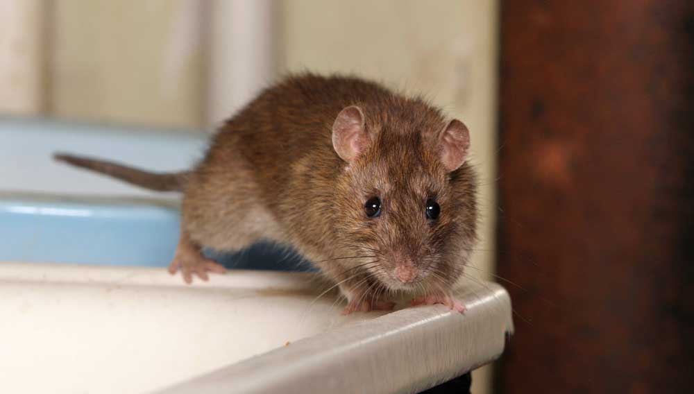 rats  Know the rats that live around you - Telegraph India