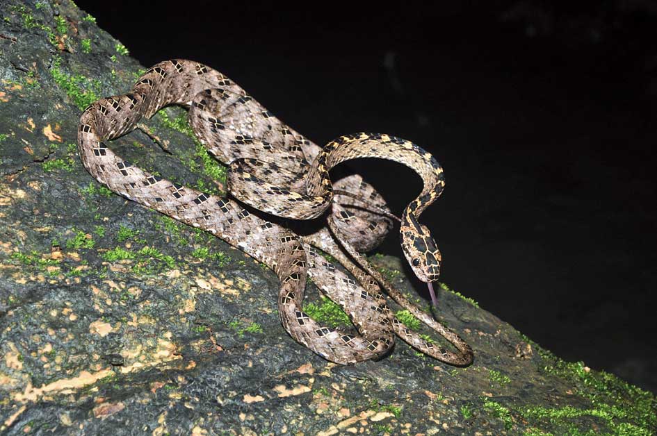 Arunachal Pradesh  Pit viper discovered in Arunachal Pradesh - Telegraph  India