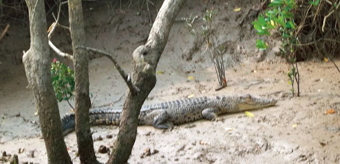 Rare albino crocodile sighted in Odisha's Bhitarkanika