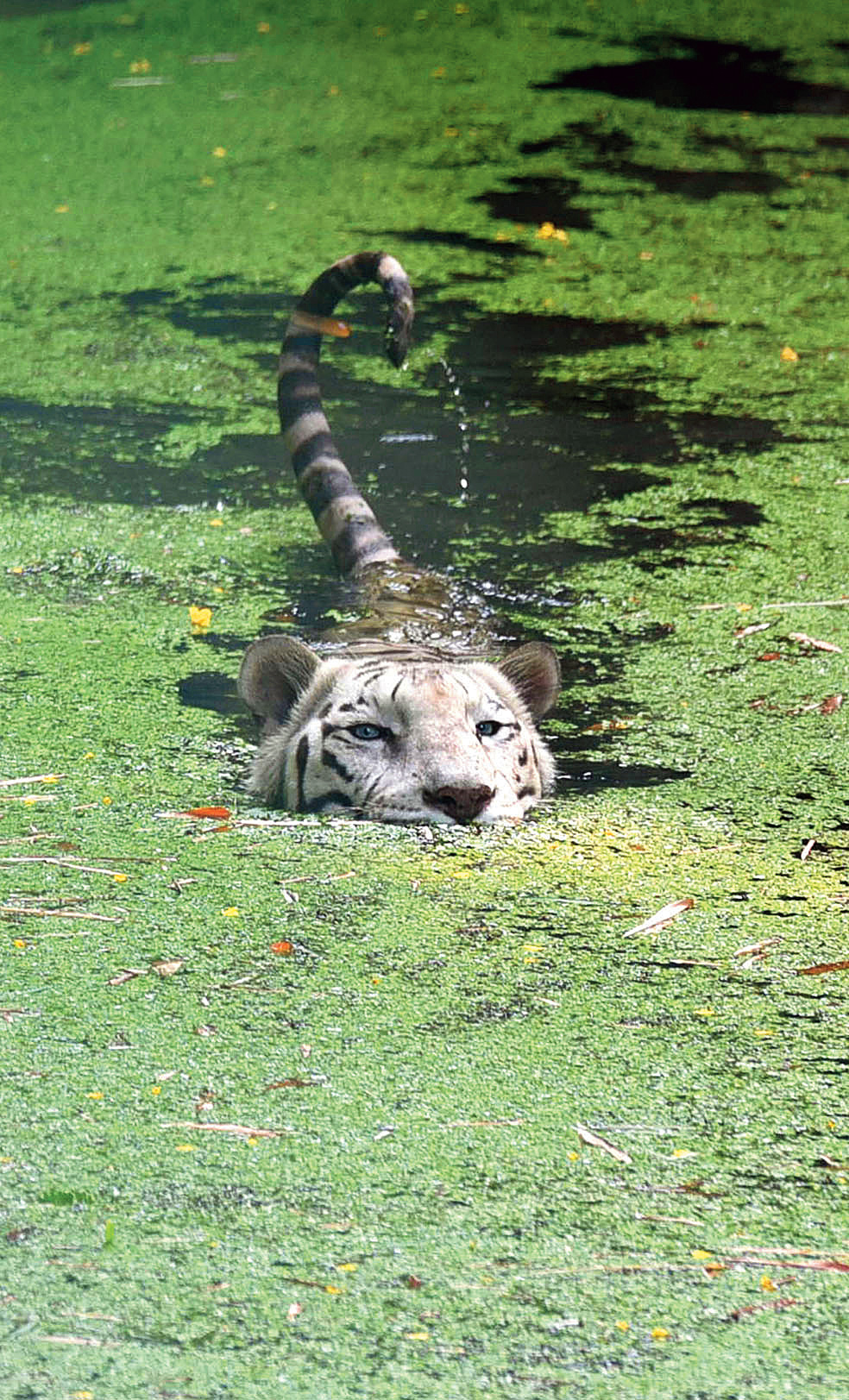 A white tiger at Alipore zoo