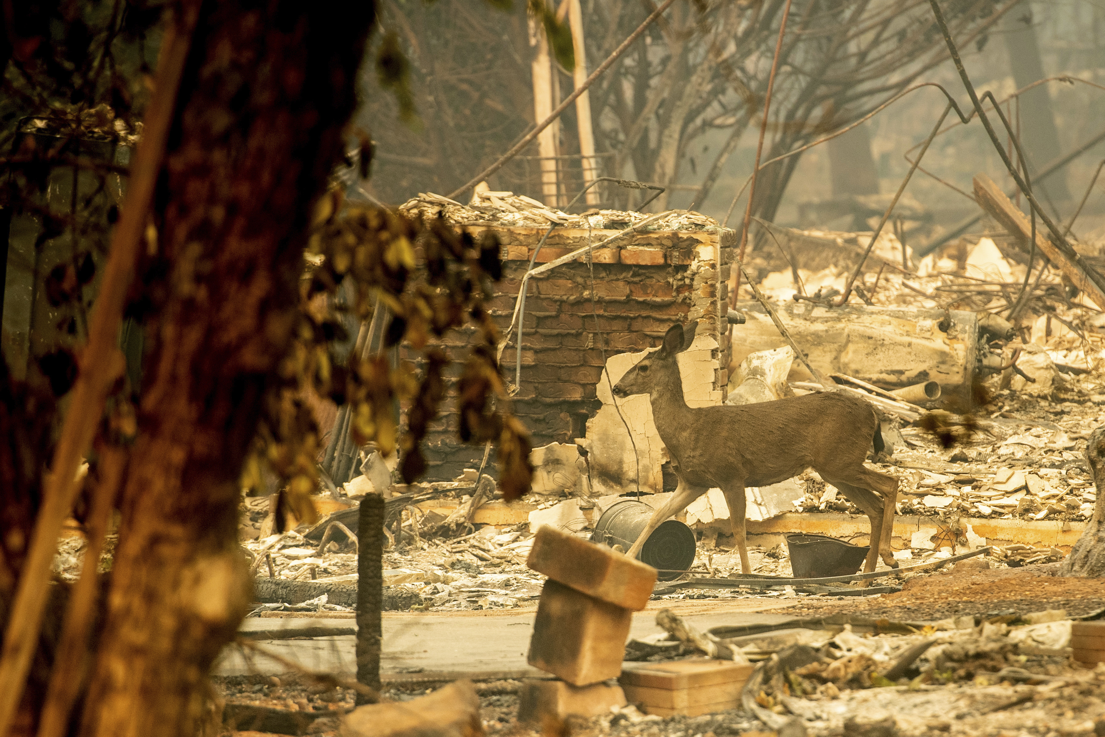 A deer walks past a destroyed home on Orrin Lane after the wildfire burned through Paradise in California on Saturday. Not much is left in Paradise. Residents have fled and entire neighbourhoods are levelled.