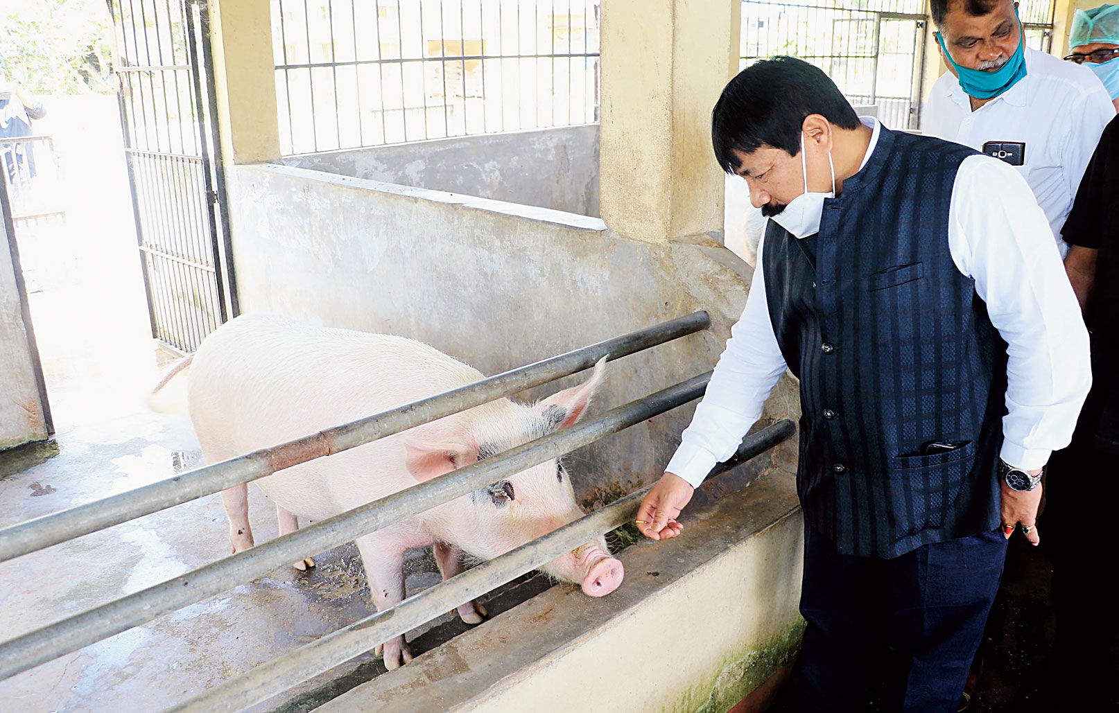 Panel to guide Assam government on pigs swine fever - Telegraph India