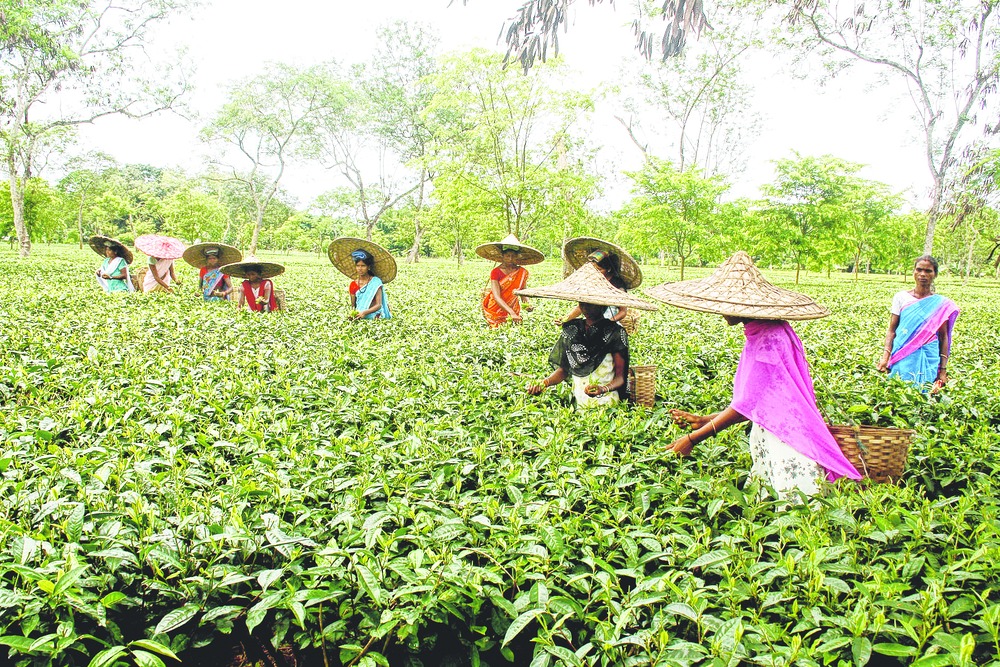 Tea factories rue export norms Telegraph India