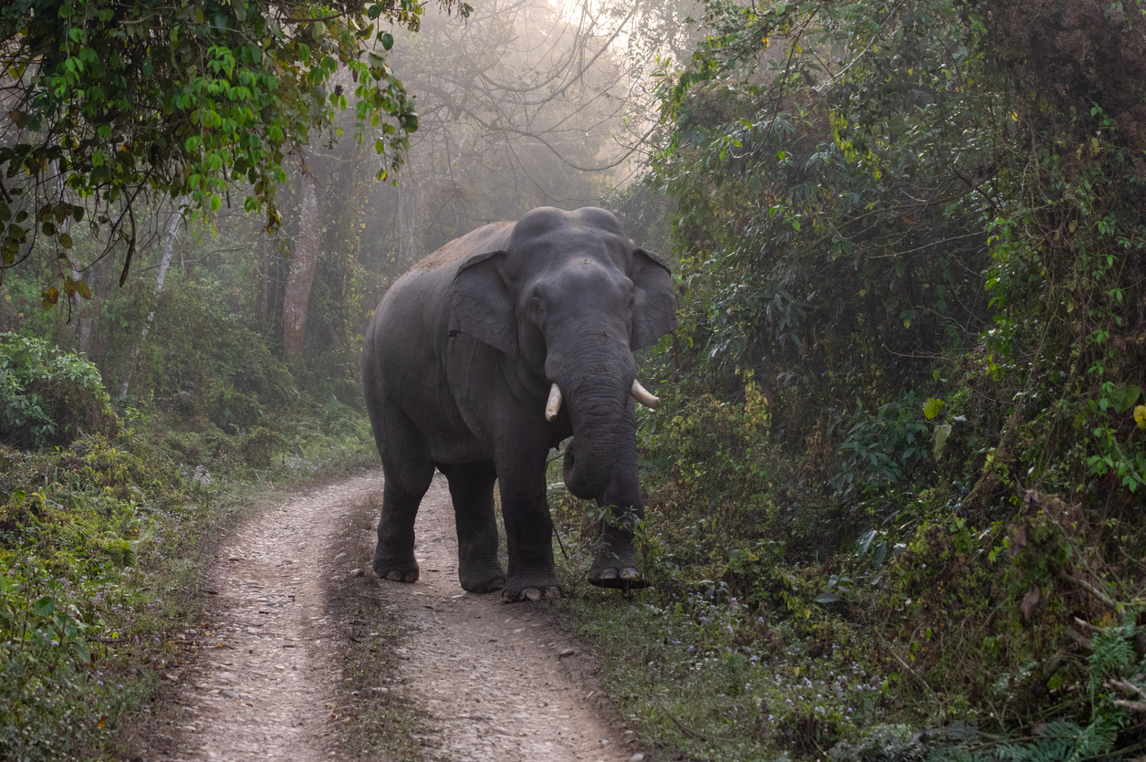 Last week, around 90 jumbos had returned from the Bengal forests to Dalma Wildlife Sanctuary in Jharkhand