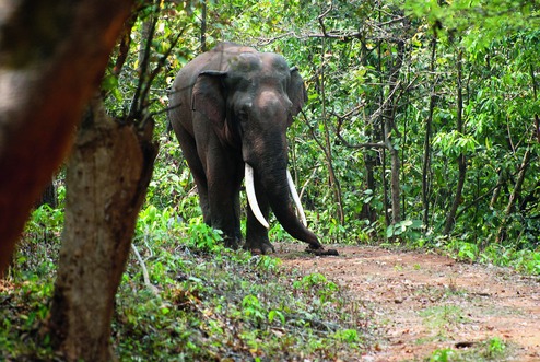 Dalma tourists miss jumbos - Telegraph India