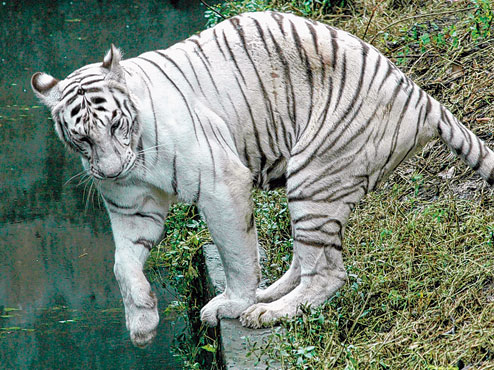 Zombies at Alipore zoo - Adoption scheme success masks what animals need  most - Telegraph India