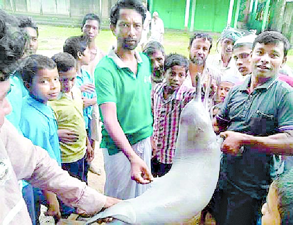 Delphin mit Maul in Bengal