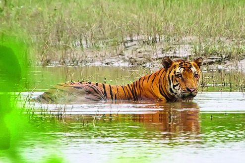 Satkosia ready for big cats - Telegraph India