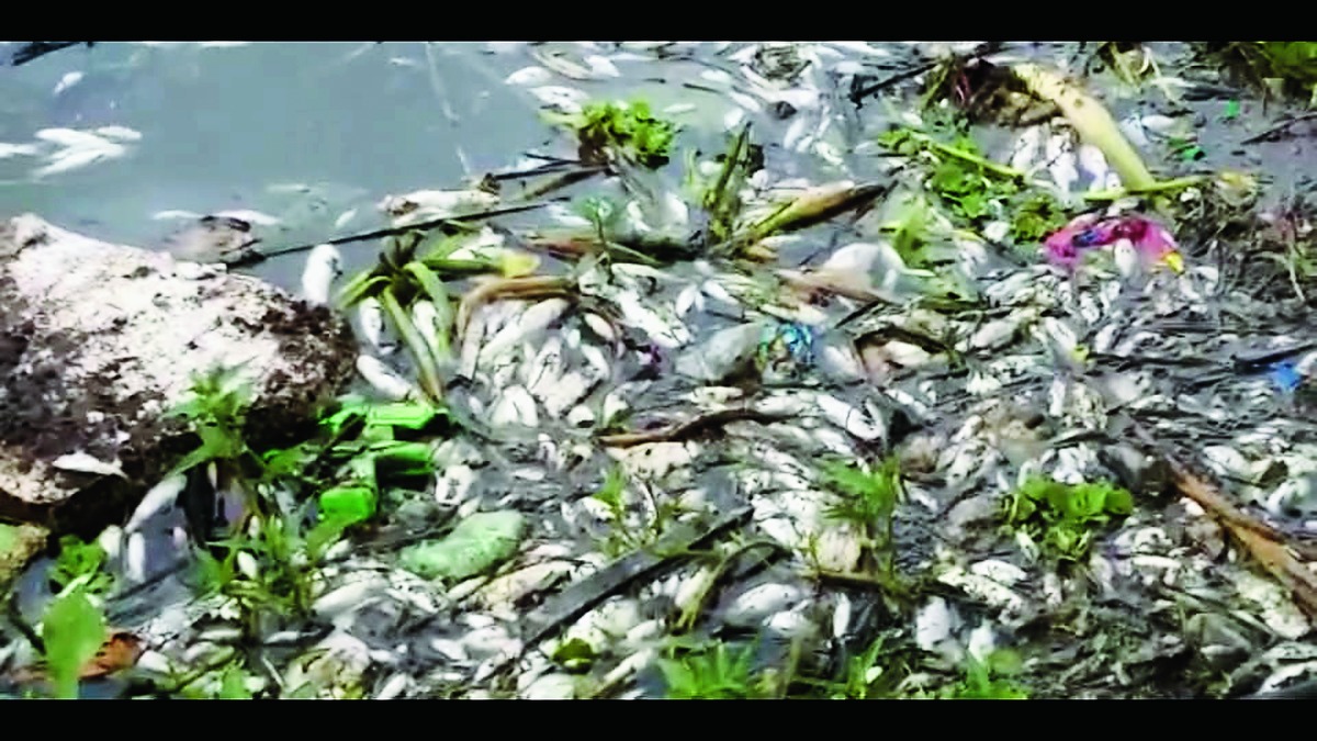 Dead fishes float in water bodies - Telegraph India