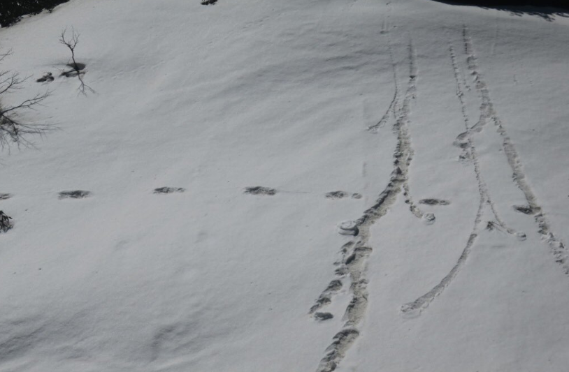 One of the photographs put out on the handle of the additional directorate general of public information of the army that shows footprints that the army mountaineering team thinks is a Yeti's.
