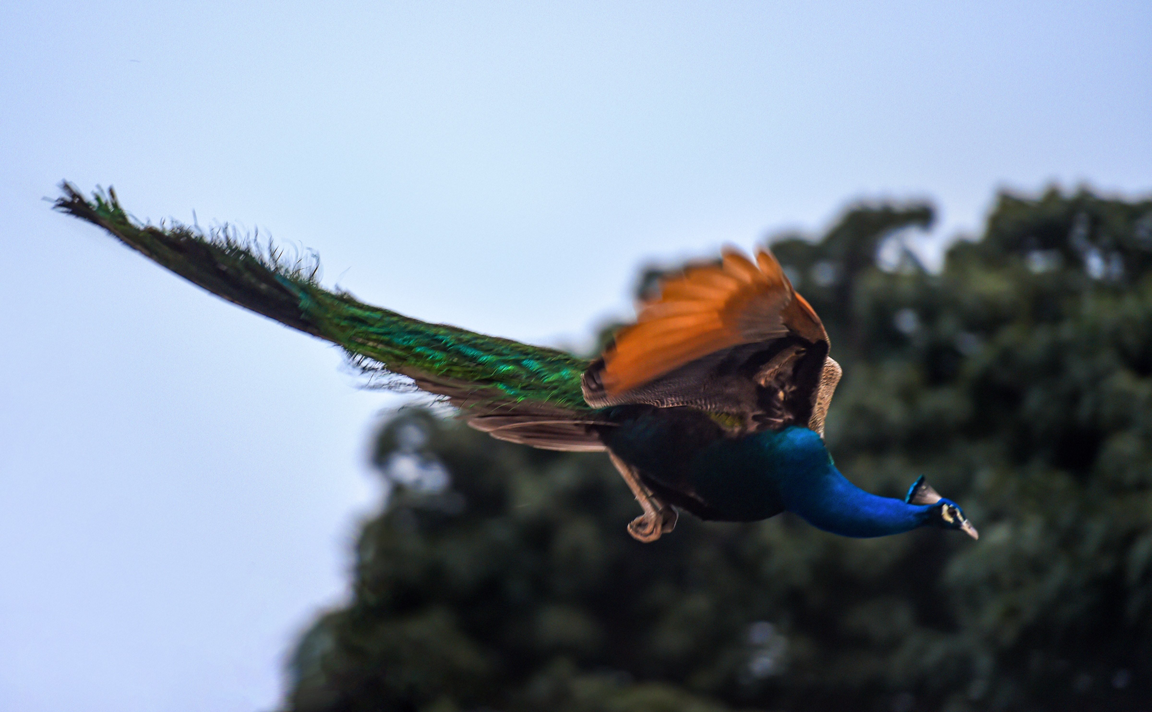 A peacock is seen near Safdrjung area in New Delhi, Friday