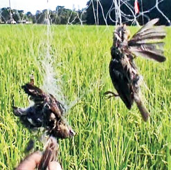 Fishing net  Nadia fishing nets turn bird graves - Telegraph India