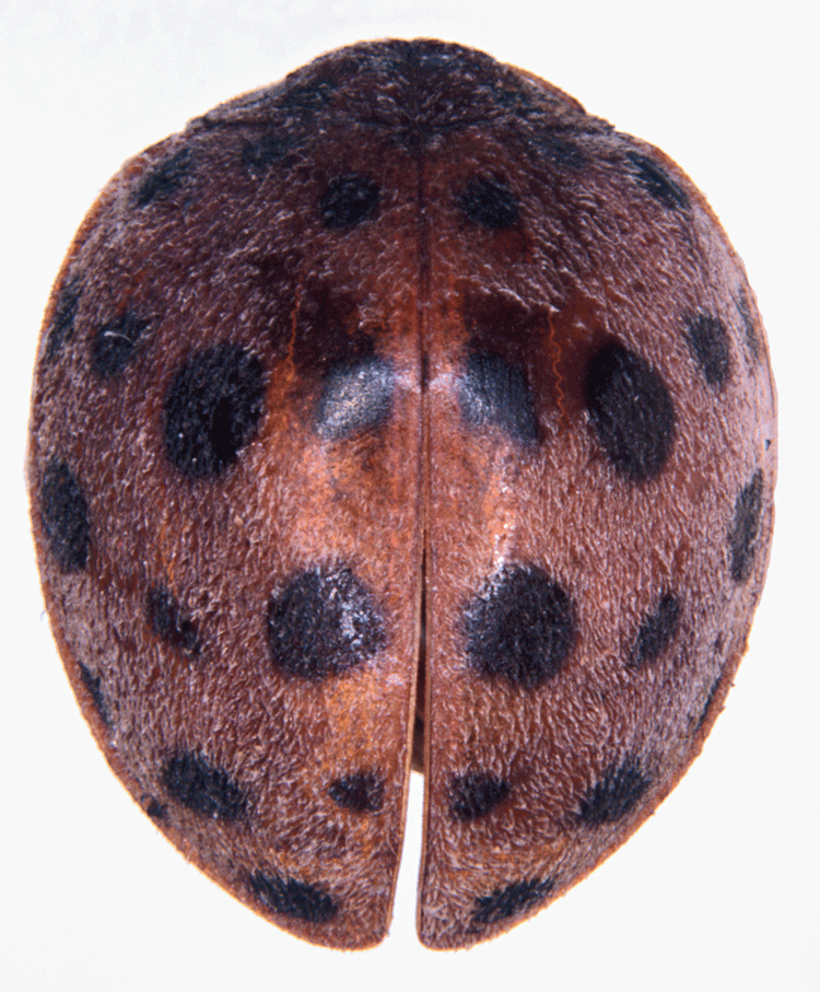 Henosepilachna vigintioctomaculata