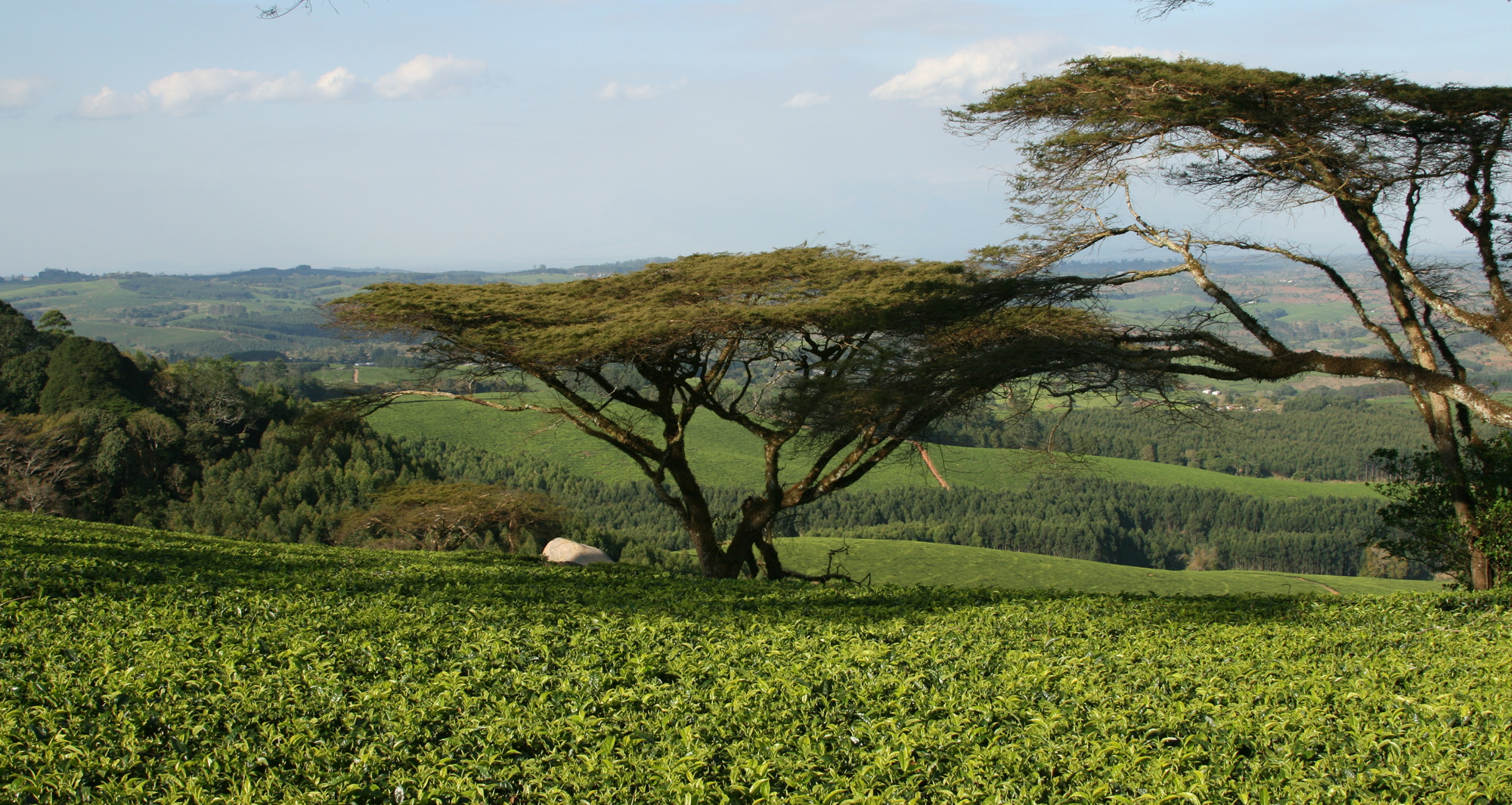Representative image: a tea garden in Africa