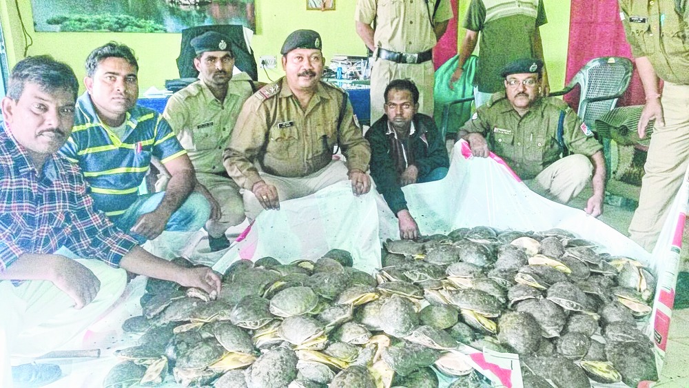 Rare turtles seized from train to Bengal - Telegraph India