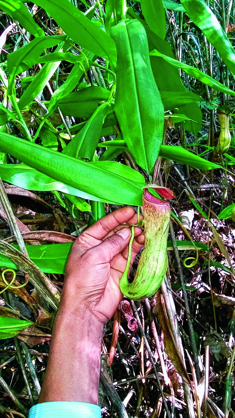 pitcher-plant-found-in-assam-telegraph-india