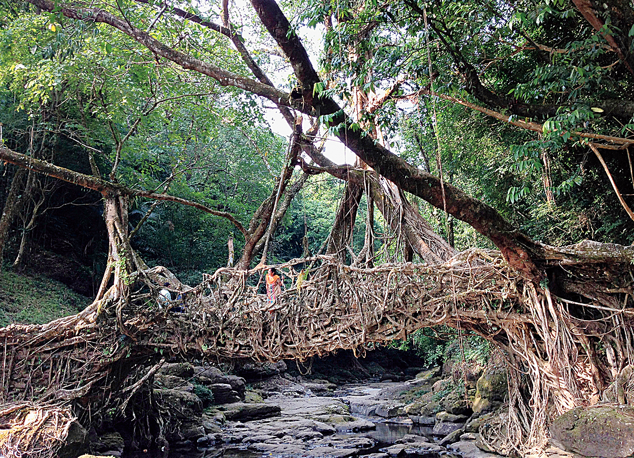 A living root bridge in Meghalaya
