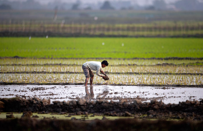 A farmer works in a paddy field on the outskirts of Gauhati, on Saturday
