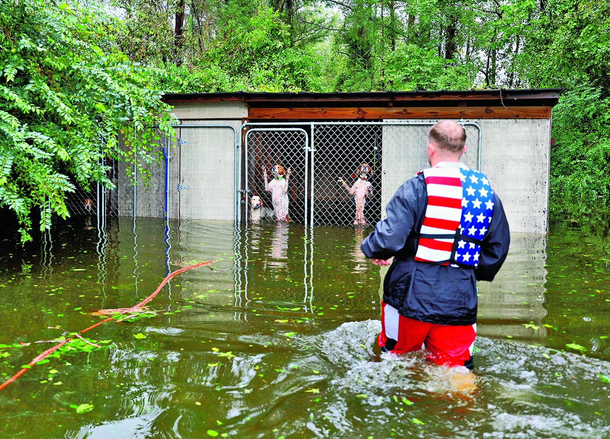 A volunteer approaches dogs that had been left in cages by their owner in Leland, North Carolina. (Below) The dogs flee through the floodwaters after being released as the volunteers check for any more animals left in cages.