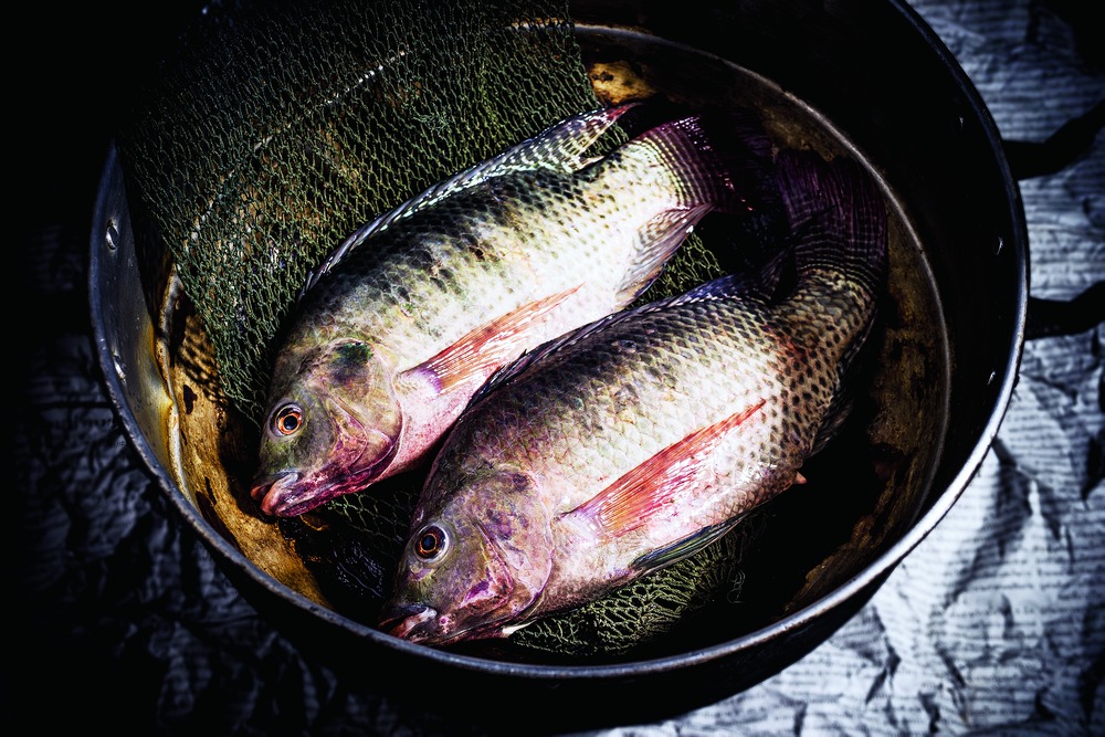 Oh, Fish! Telegraph India