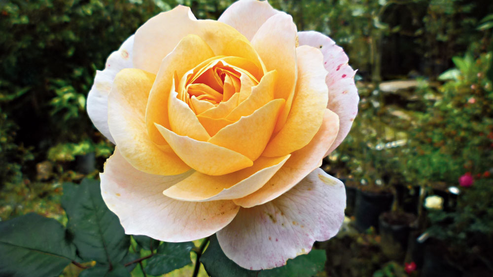 The new rose named after Janaki Ammal
