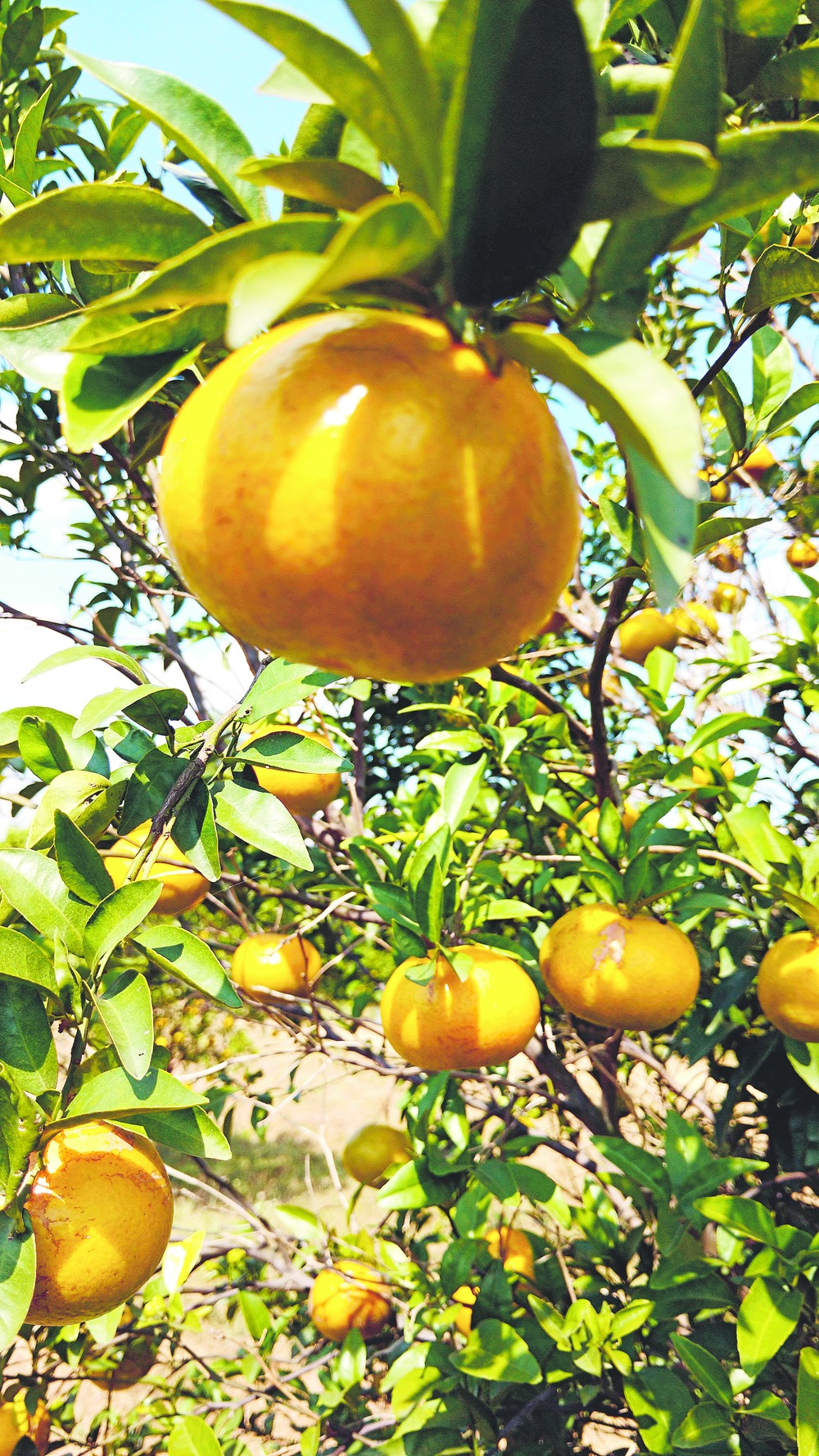 Orange revolution in Palamau hamlet - Telegraph India
