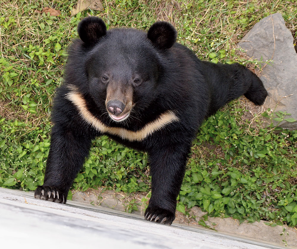 A bear in a playful mood at Jawaharlal Nehru Biological Park in Bokaro 